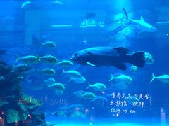-迪拜水族馆及水下动物园