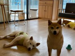 -南京Hallo宠物乐园·哈罗犬舍·柴犬繁育基地