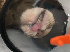 -荔康动物医院(康王北路店)