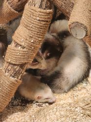 -Zoolung Zoolung动物主题公园(海信广场店)