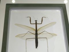 -上海昆虫博物馆