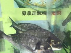 -凯盈阁·顺德私房菜·桑拿鸡