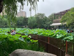 -陈家山荷花公园