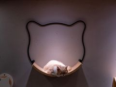-飞行喵MR PILOT|猫舍·猫咖(静安大融城店)