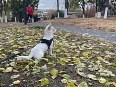 -小叮当动物医院·骨科·眼科