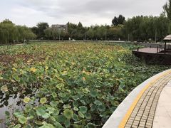 -红莲湖