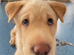 -宠颐生猫科·内科皮肤科(西平世纪城店)