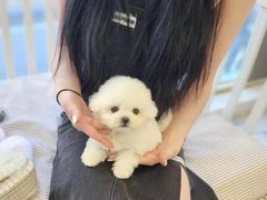 -萌宠之家·腊肠犬·马尔泰·小体犬舍