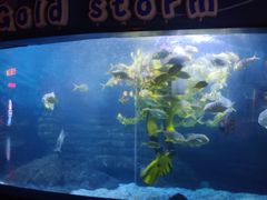 -烟台海昌鲸鲨海洋公园