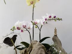 -厦门园林博览苑