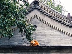 -白云观