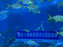 -上海海昌海洋公园