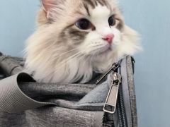 -纳吉亚猫专科动物诊疗中心(蒋宅口分院)