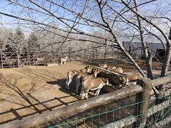 -青藏高原野生动物园