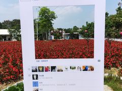 -广东花都香草世界旅游度假区