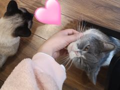 -猫友咖啡店(玉林西路店)