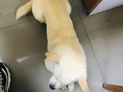 -瑞派宠物医院·24h·骨外科·皮肤科·全科宠物医疗转诊中心(沈阳浑南院)