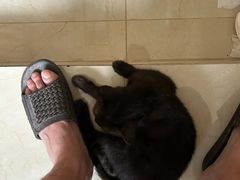 -瑞派康怡24h宠物医院·犬猫医疗中心·微创绝育(瑞景分院)