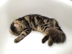 -李小姐の猫咖啡馆(五角场店)