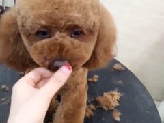 -多卡布奇宠物生活馆(上林世家店)