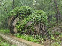 -白水寺森林公园