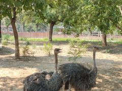 -石家庄市动物园