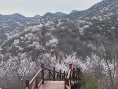 -大岭沟猕猴桃谷风景区