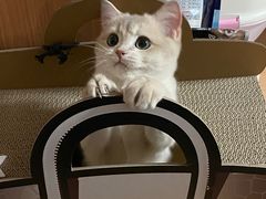 -猫大福·Fortune Cat猫舍(百子湾店)