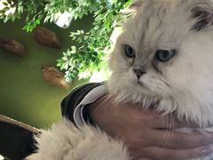 -猫猫幼稚园·撸猫·桌游·电玩
