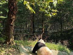 -都江堰中华大熊猫苑