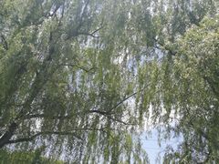 -上海共青森林公园