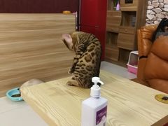 -猫咪咖啡店(新城大街店)