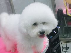 -宠福鑫康馨动物医院·骨科·眼科