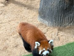 -石家庄市动物园