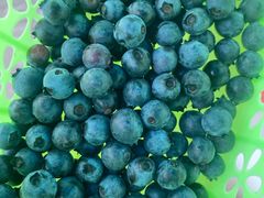 -金谷域澳洲庄园