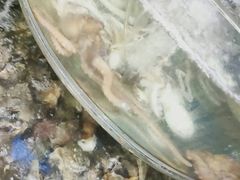 -叶存利海鲜大馅饺子(东戴河止锚湾店)