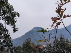 -南山植物园