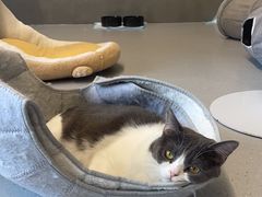 -Cappucimeow猫咪咖啡馆(韦伯时代店)