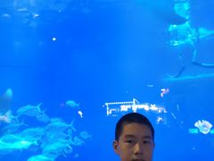 -烟台海昌鲸鲨海洋公园