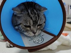 -乐派堂宠物医院·猫友好· 心脏科(东街店)