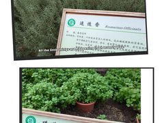 -上海都市菜园