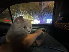 -芭比堂动物医院广州顽皮分院