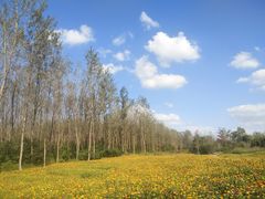 -溱湖国家湿地公园