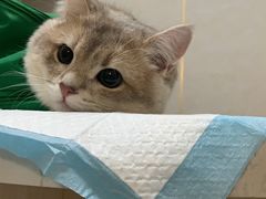 -关爱动物医院·心脏·中兽医·异宠(金牛路分院)