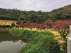 -南国桃园旅游度假区