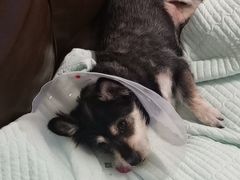 -康乐宝动物医院