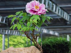 -洛阳市隋唐城遗址植物园