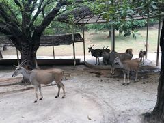 -深圳野生动物园
