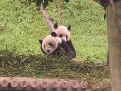 -中国大熊猫保护研究中心雅安碧峰峡基地