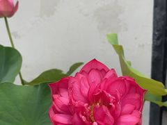 -莫愁湖公园